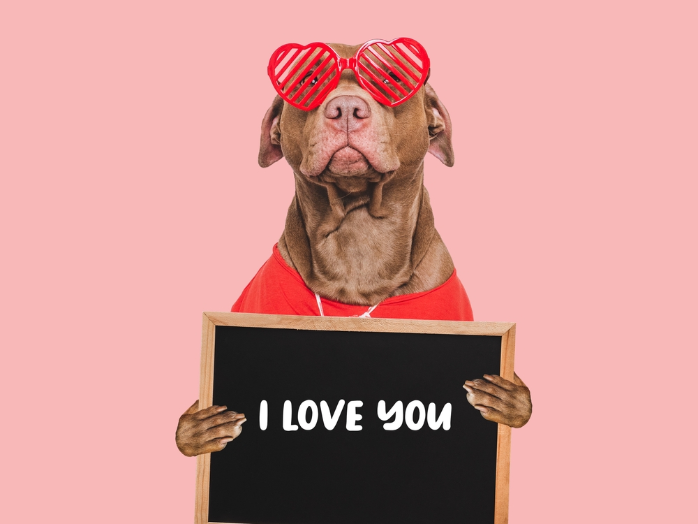 Come festeggiare il tuo animale domestico a San Valentino