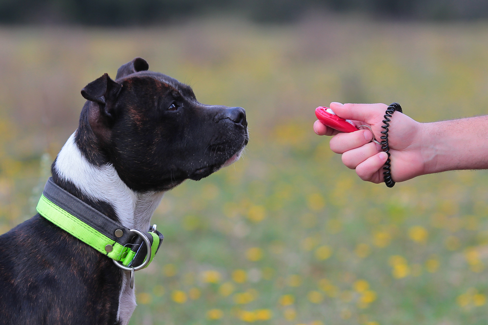 Come addestrare il cane con il clicker