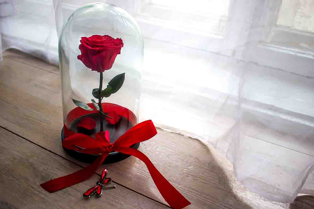 Perché si regala una rosa stabilizzata a San Valentino?