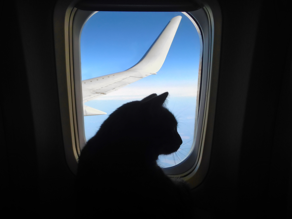 Volare con un gatto: i consigli per un viaggio sereno