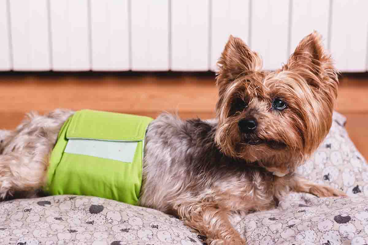 Come cambiare i pannolini ai cani
