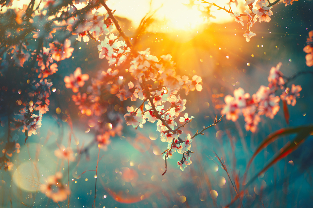 Le più belle frasi da dedicare al mese di marzo e alla primavera
