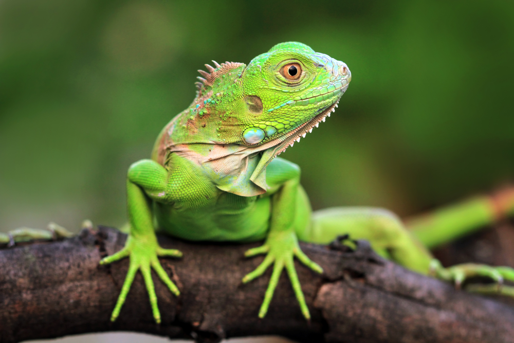 Come prenderti cura della tua iguana domestica