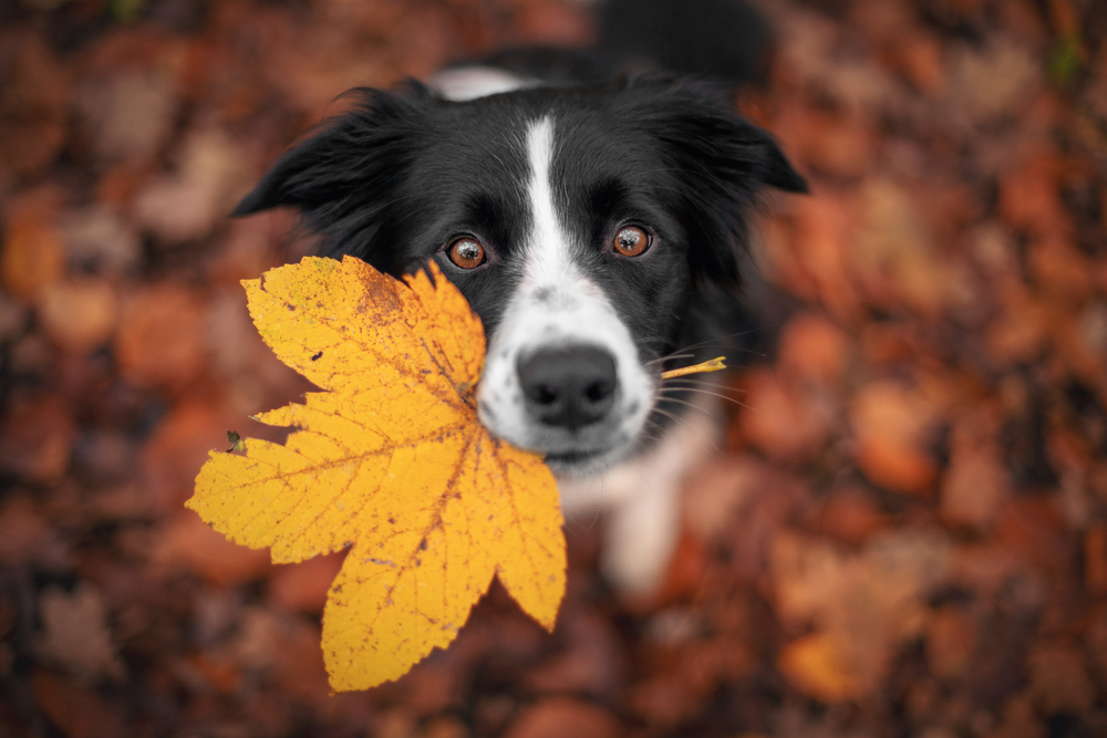 Come insegnare nuovi comandi a un cane anziano