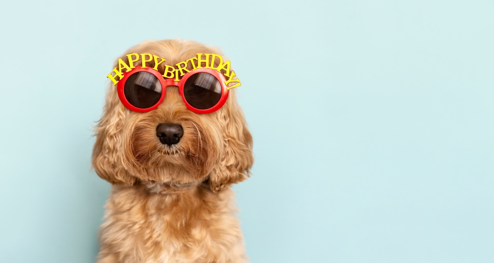Come festeggiare il compleanno del proprio cane