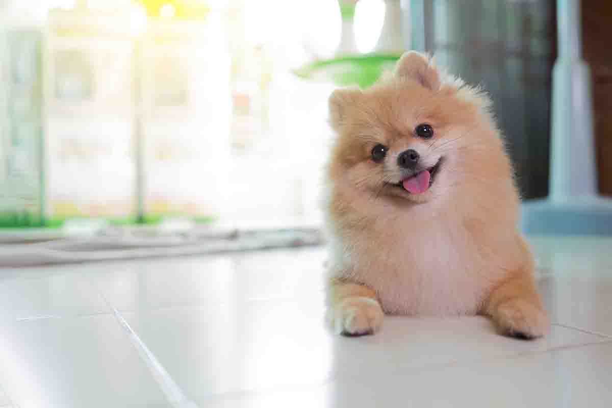 Volpino di Pomerania: 10 cose da sapere