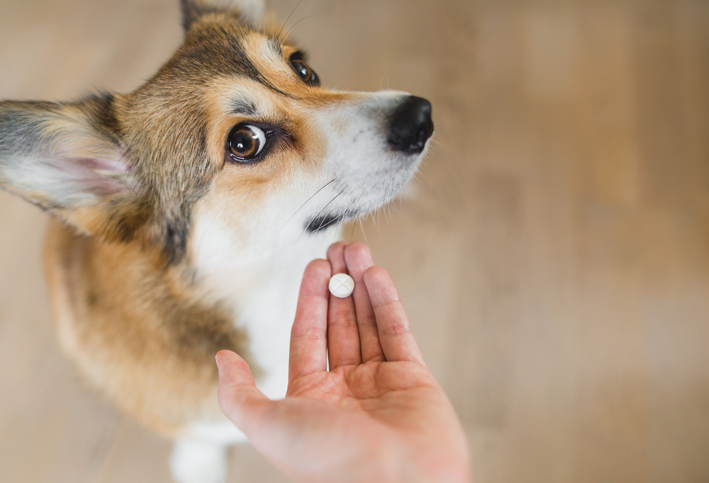 Si può dare il paracetamolo ai cani?