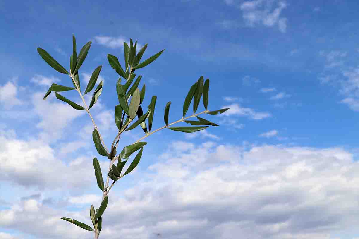Domenica delle Palme: cos'è e cosa si festeggia