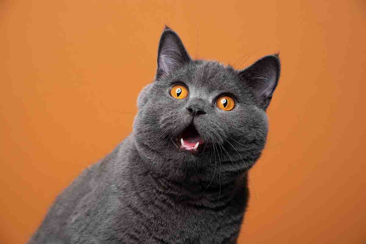 A cosa servono i feromoni per gatti?