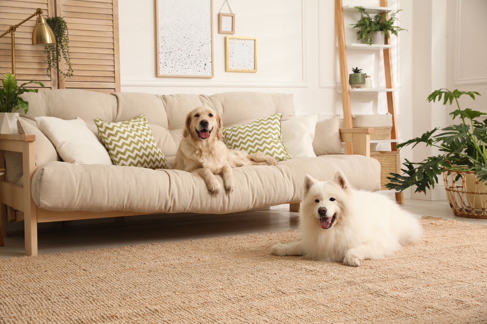 Come tenere il cane lontano dal divano