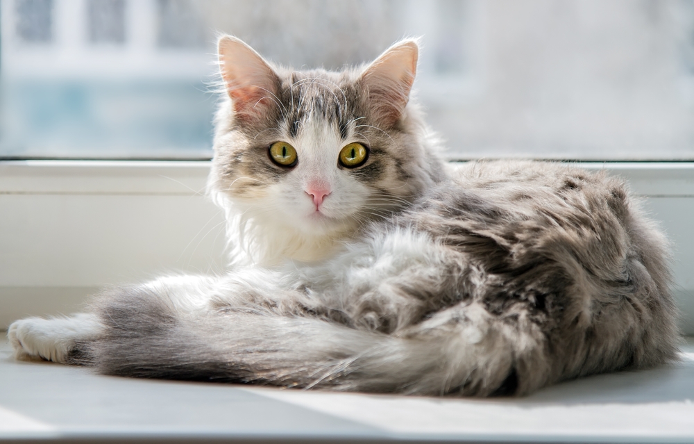 Perché il gatto scuote spesso la testa?