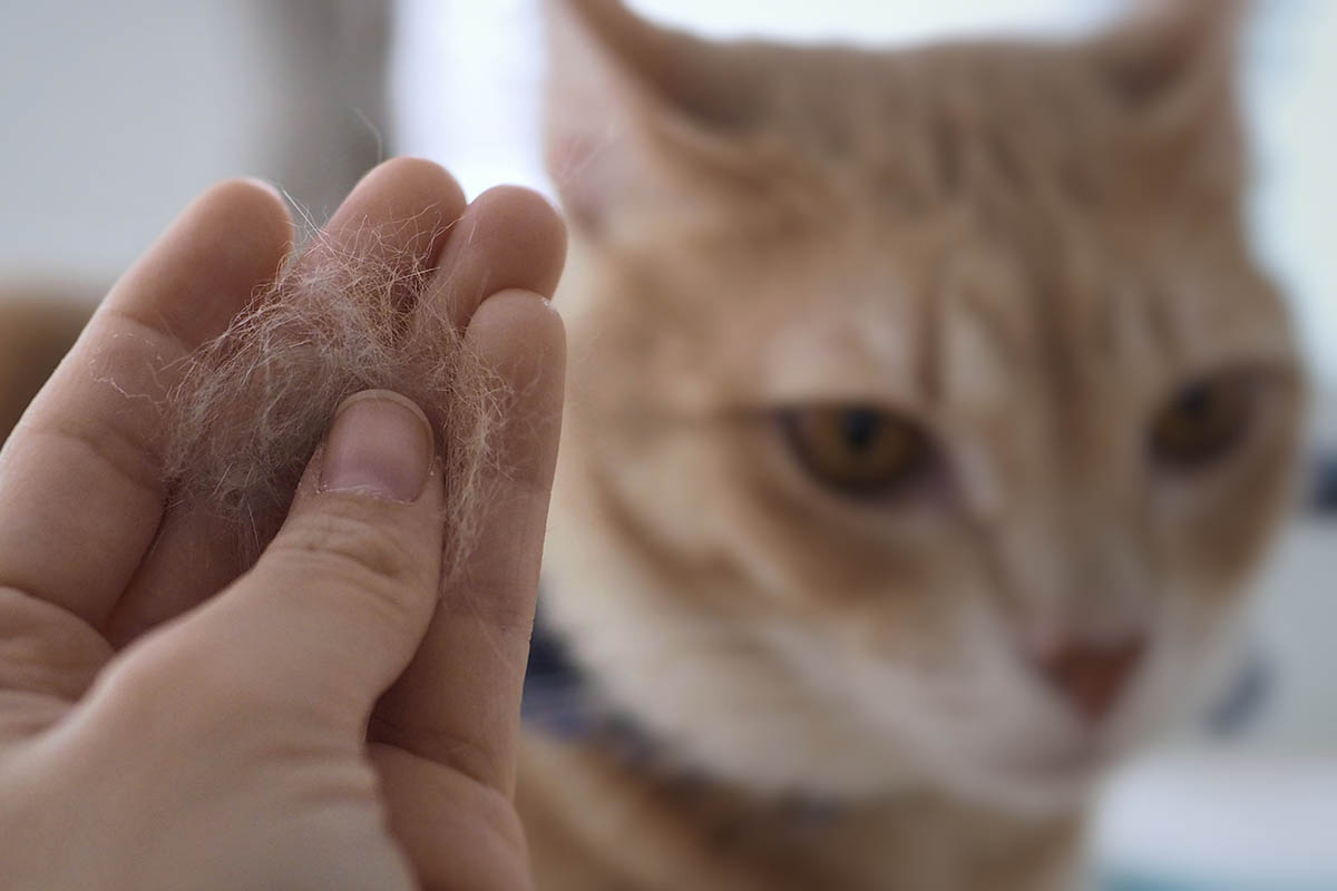 Forfora nel gatto: 10 cose da sapere