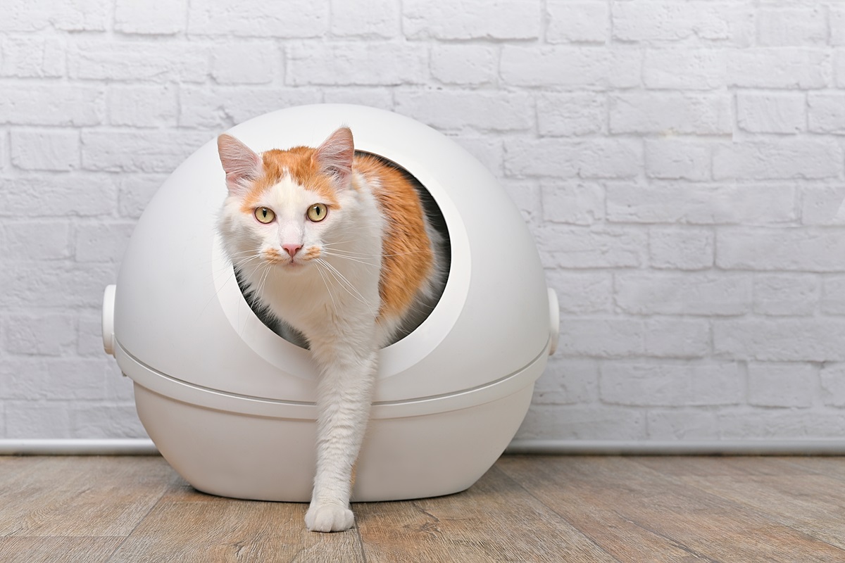 Come funziona la lettiera autopulente per il gatto