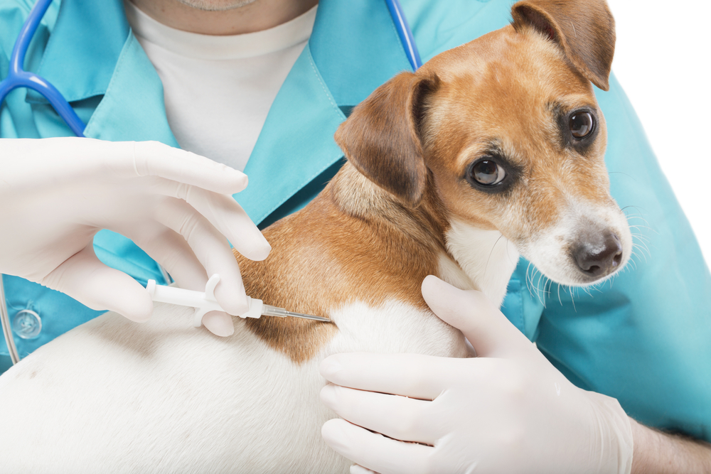 Come funziona il microchip del cane