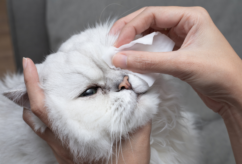 Come gestire le infezioni agli occhi dei gatti