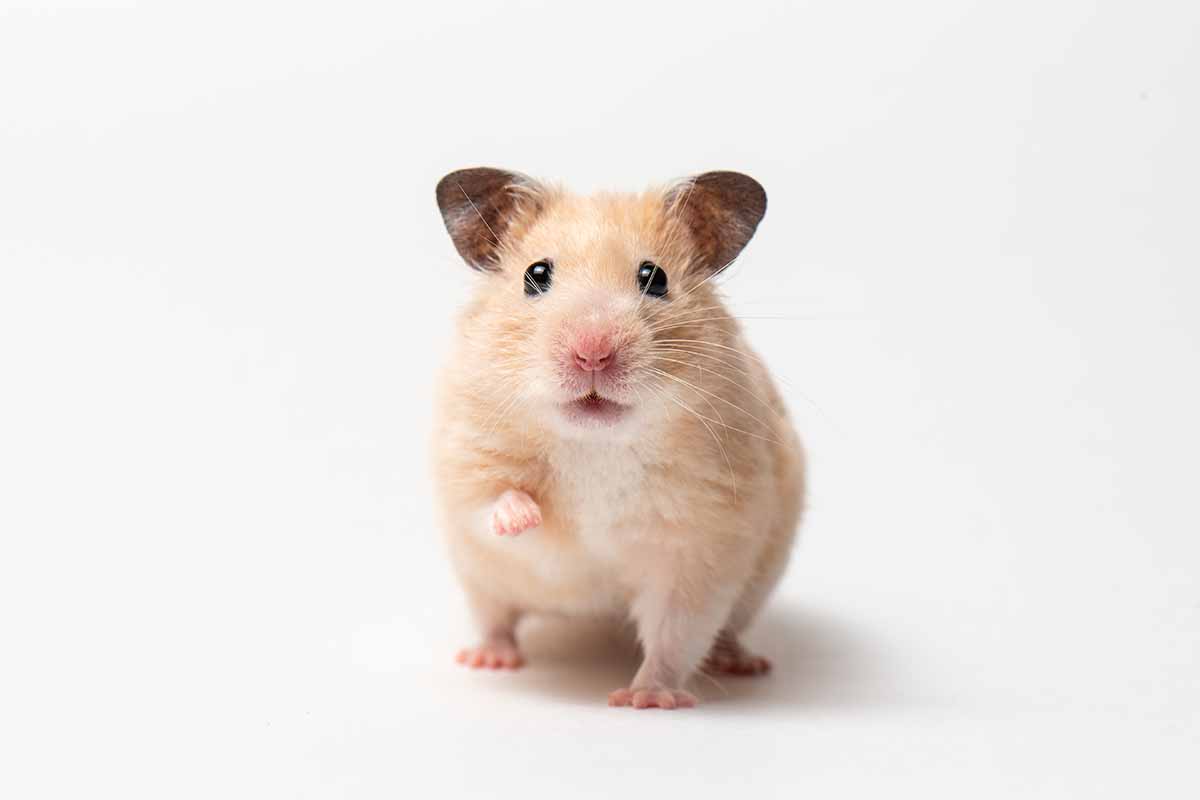 Qual è il criceto più socievole?