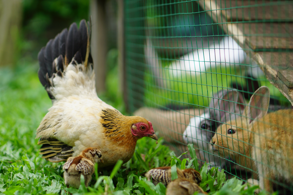 Quali sono gli animali da cortile e come si allevano