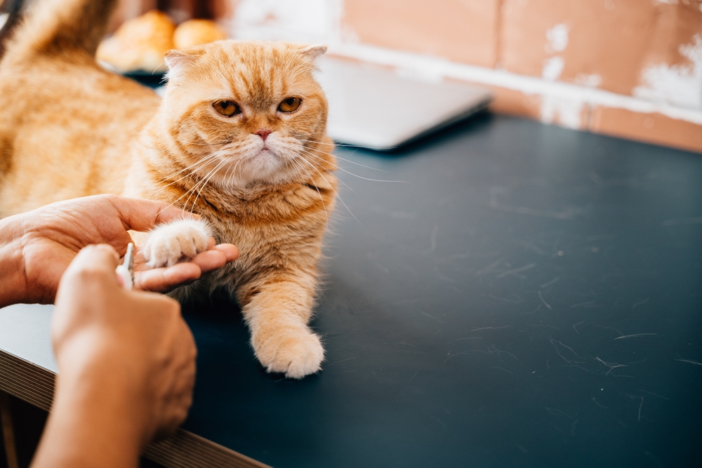 Bisogna tagliare le unghie al gatto?