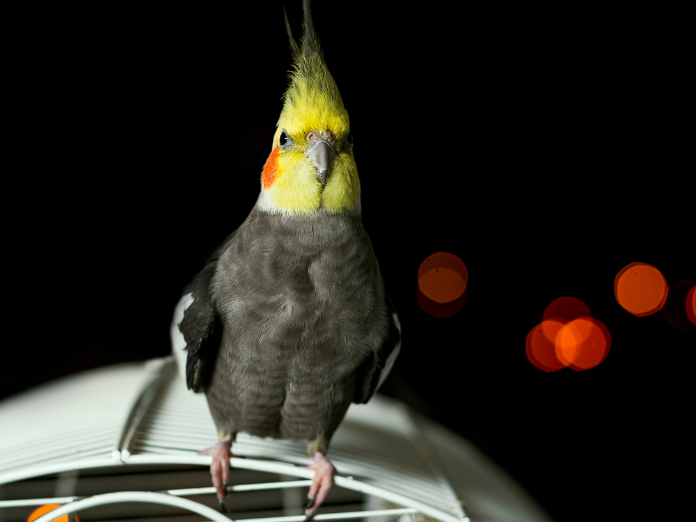 Gli uccelli esotici da adottare come animali domestici