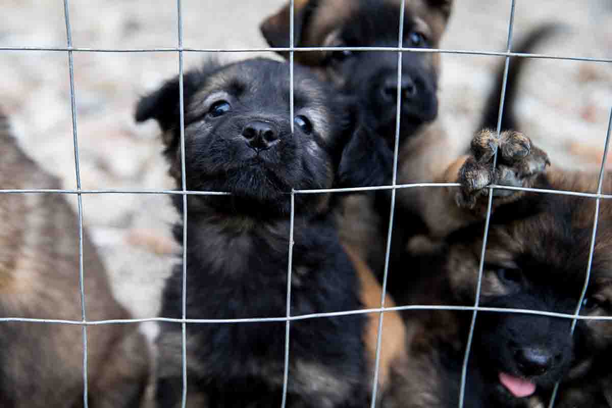 Traffico illegale di cuccioli: 10 cose da sapere