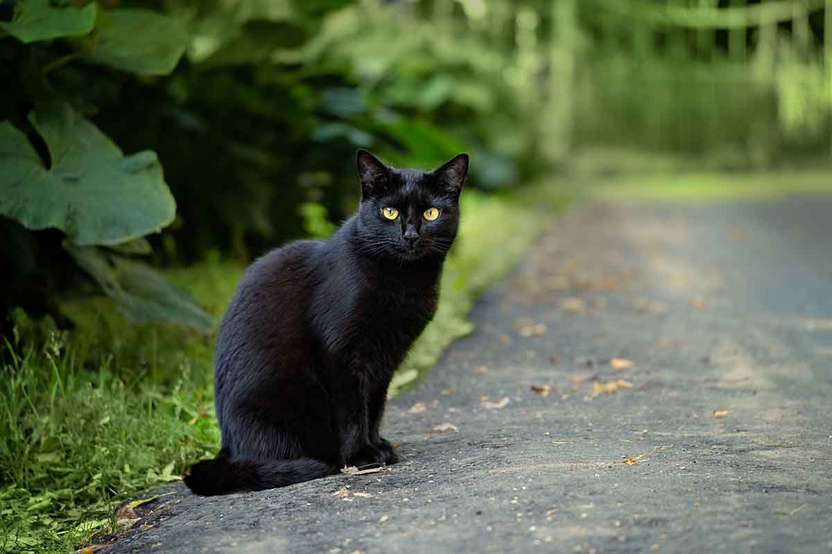 Gatti che escono da soli: come comportarsi