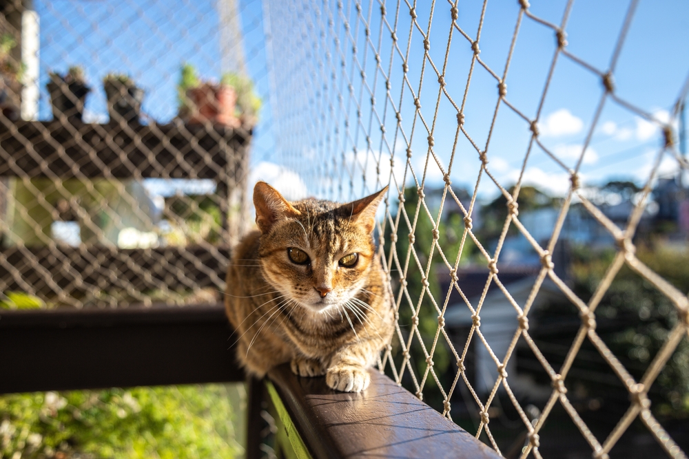 Come evitare che il gatto salti dal balcone