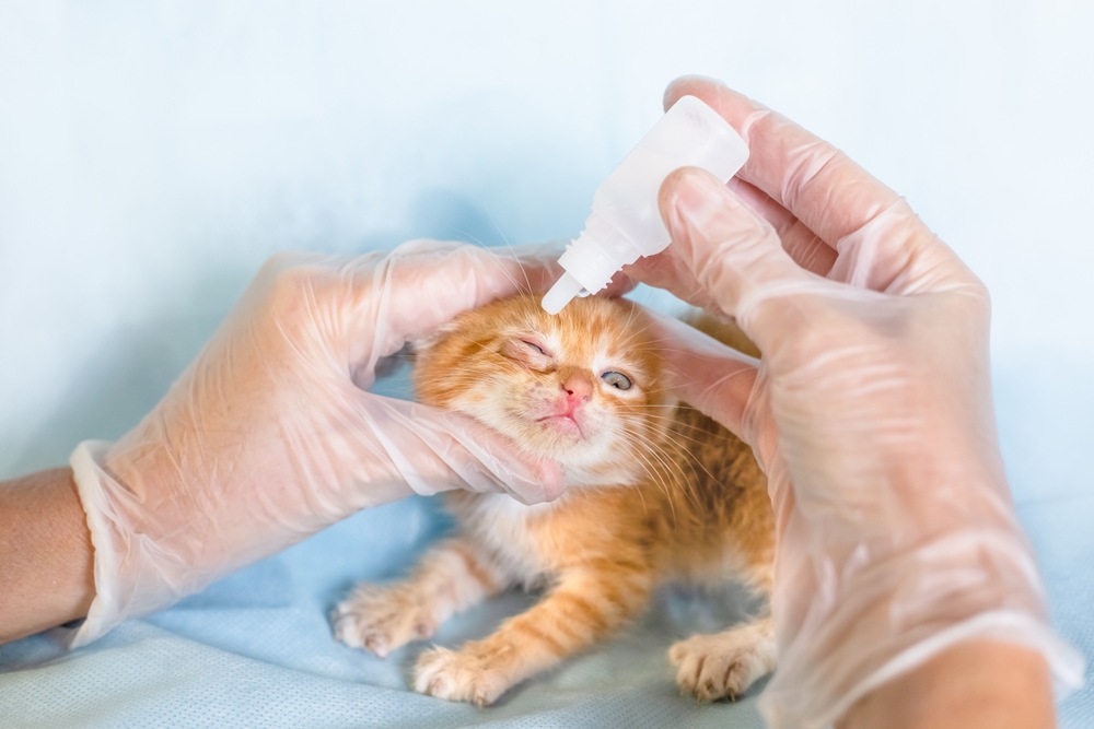 Come prevenire le infezioni agli occhi dei gatti