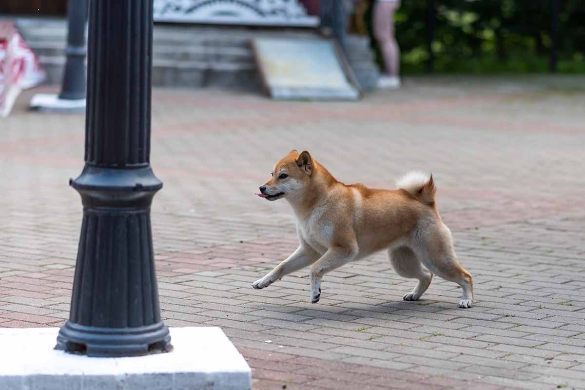 Cosa fare per non fare scappare di casa il cane