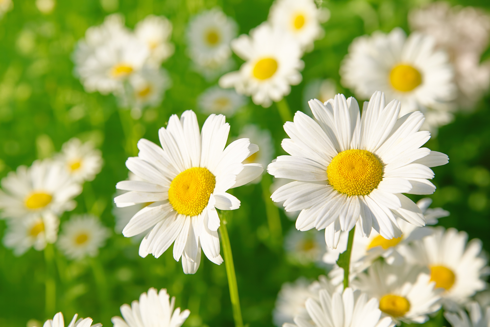 Decorazioni primavera originali: le margherite da parete in pochi passaggi