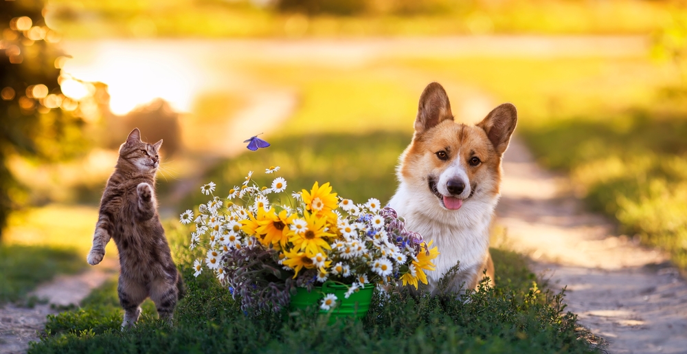 5 piante sicure per gli animali domestici