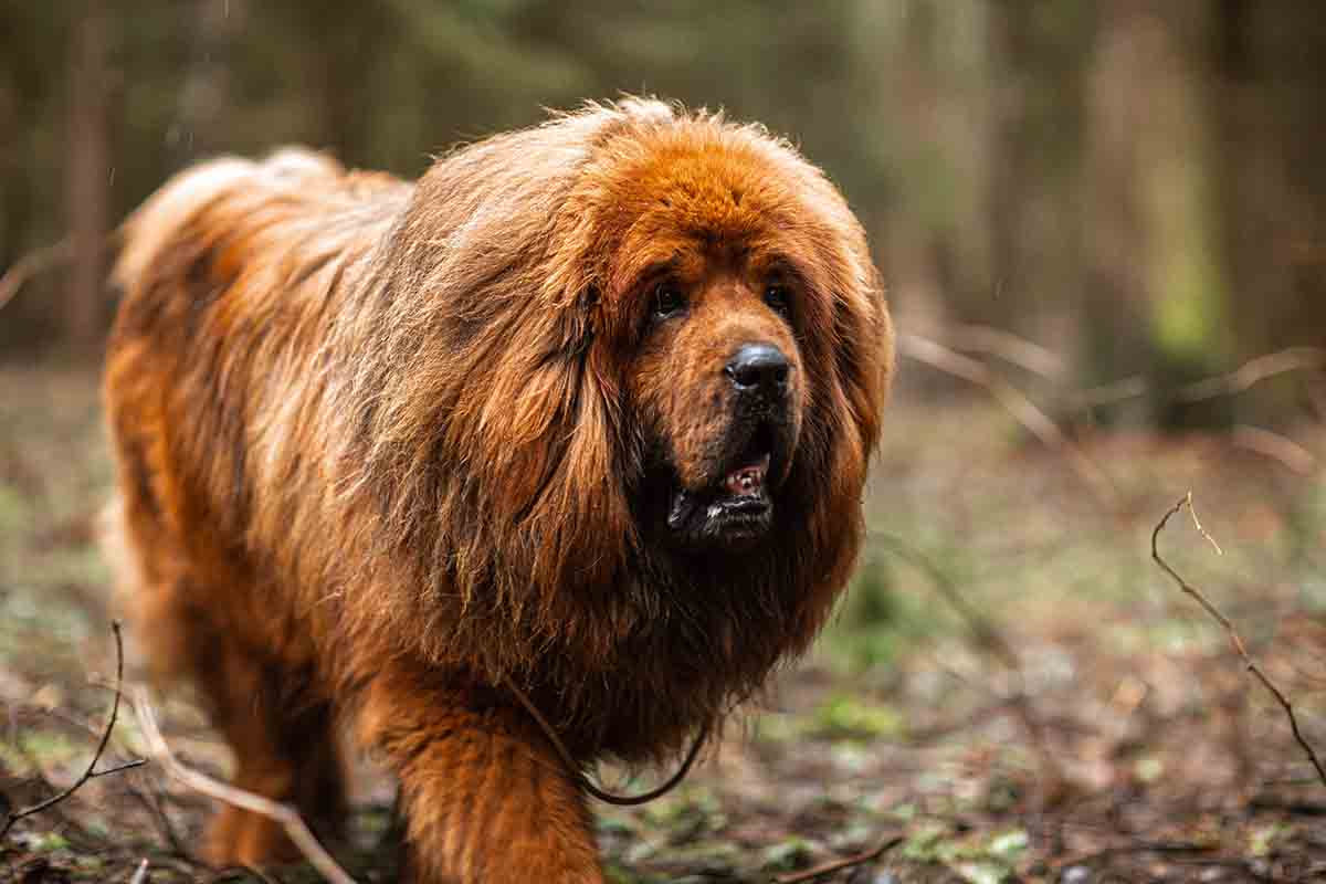Mastino Tibetano: 10 cose da sapere sulla razza di cane