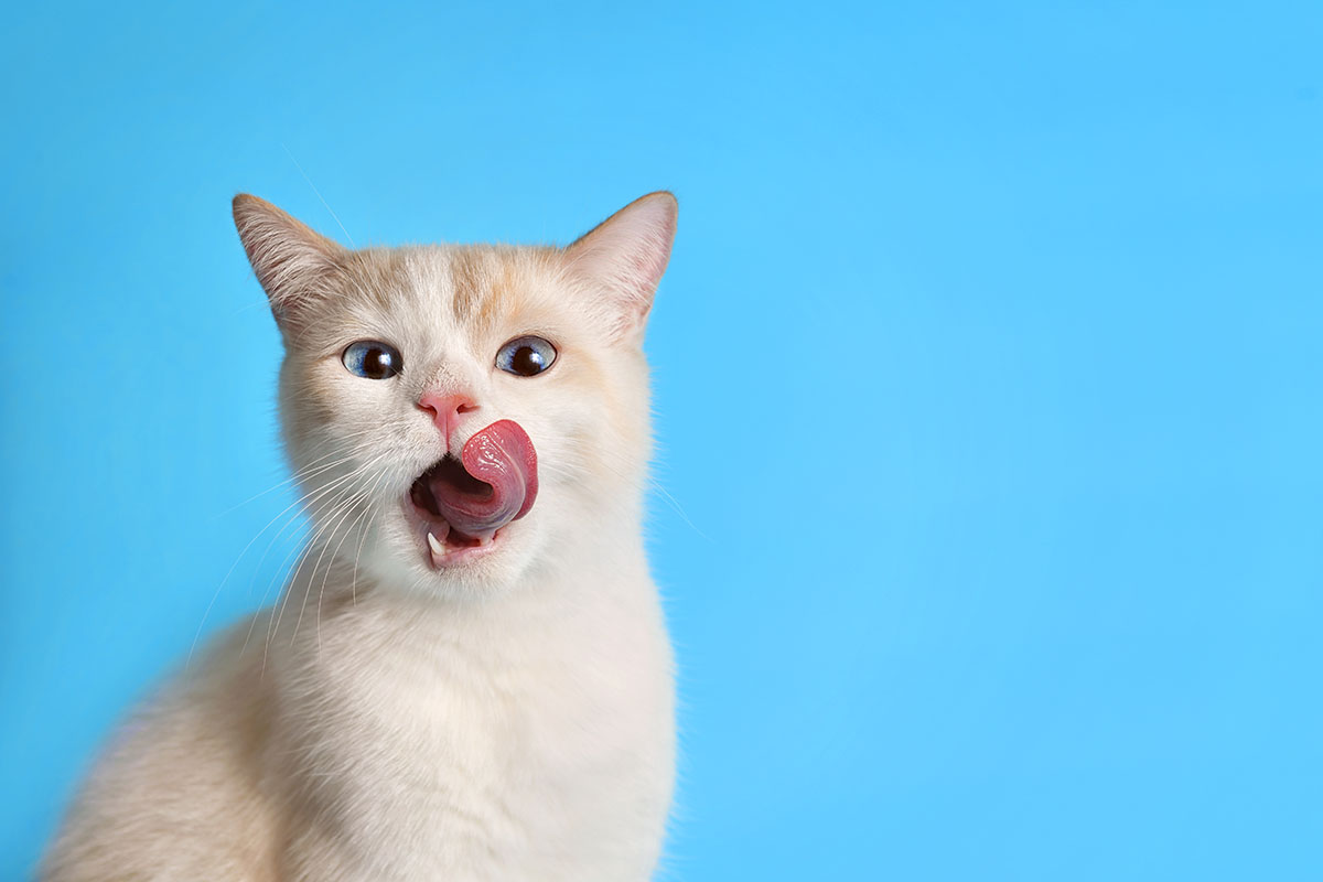 Come si calcola l'età dei gatti?