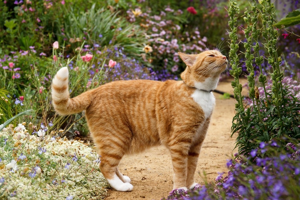 Come creare un giardino a misura di gatto