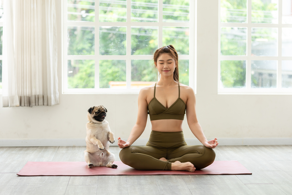 Che cos’è il puppy yoga e perché è vietato in Italia?