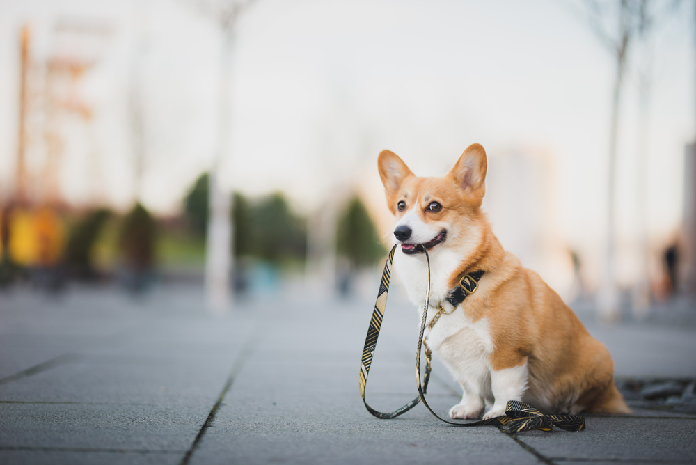 Come impedire al cane di tirare il guinzaglio
