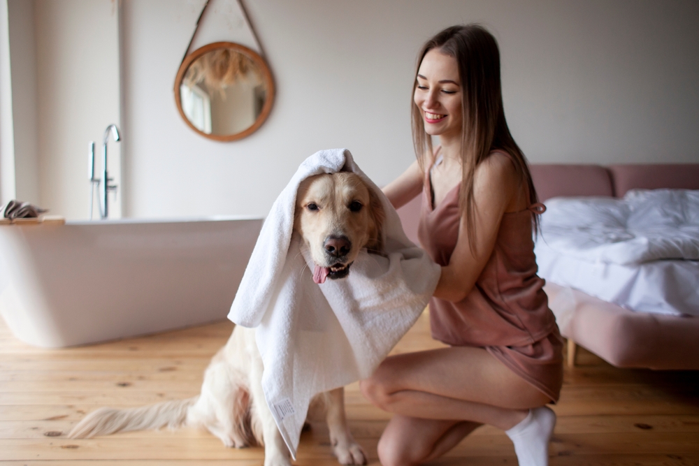 Come asciugare il cane dopo averlo lavato