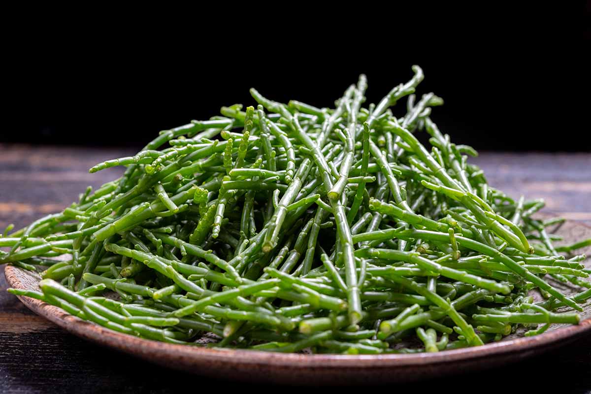 Cos'è la salicornia e come si usa in cucina