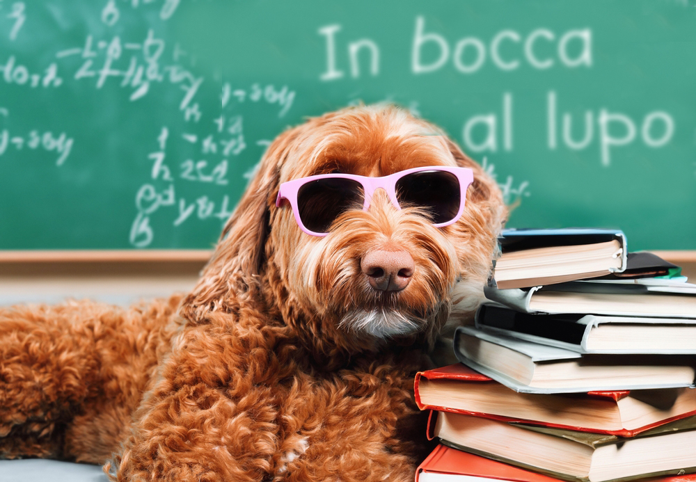 In bocca al lupo per gli esami di maturità: 7 immagini per incoraggiare