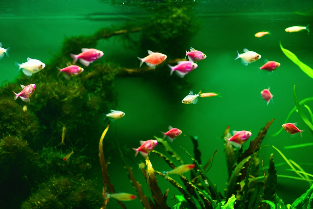 Perché avere un pesce come animale domestico
