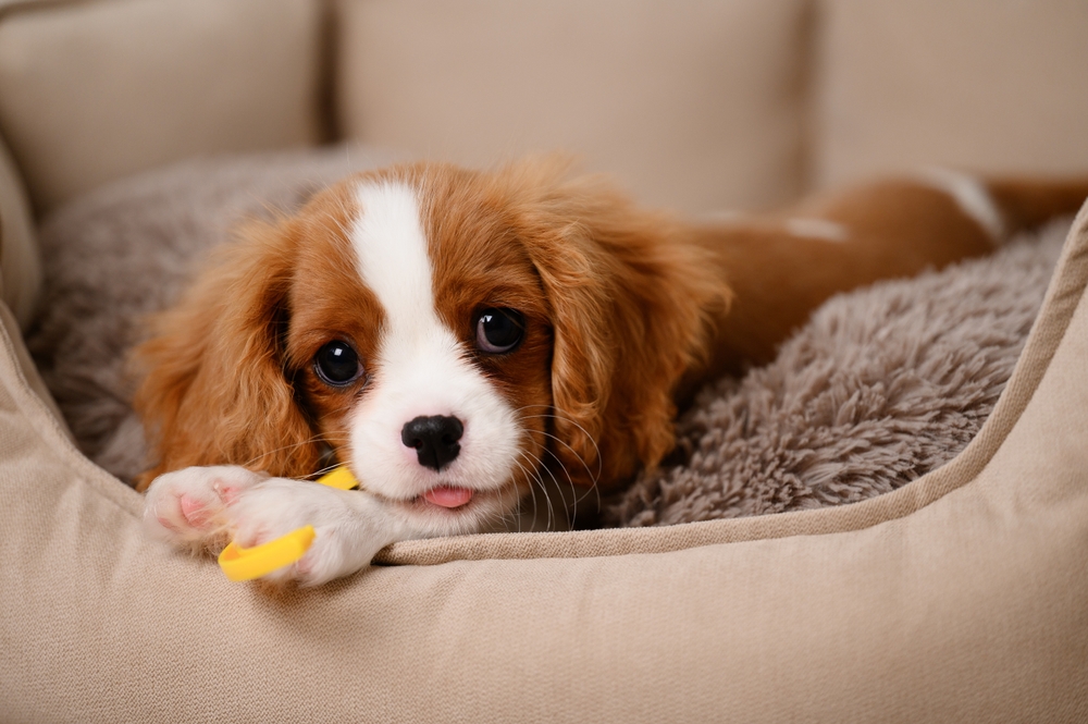Come prepararsi ad accogliere un nuovo cucciolo
