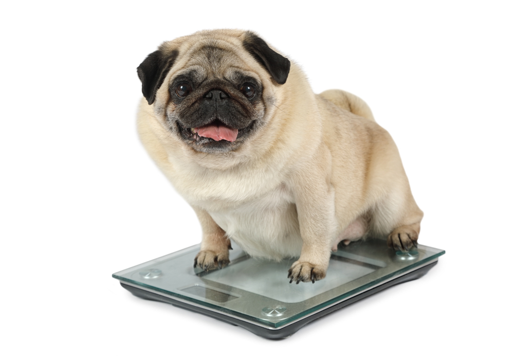 Come aiutare il tuo cane a perdere peso