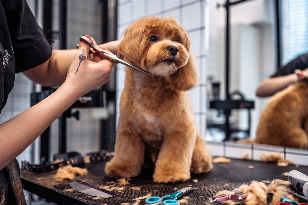Come e quando tagliare il pelo del cane