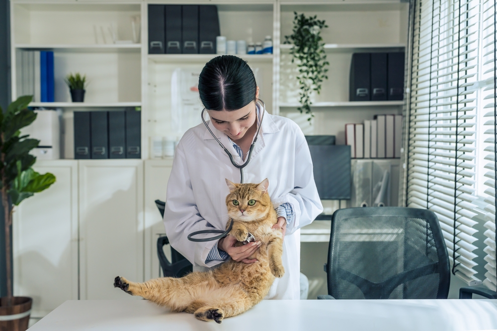 7 consigli per portare il gatto dal veterinario senza traumi