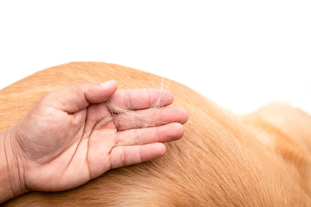 Perché il cane continua a perdere il pelo?