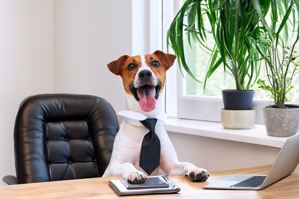 Cani in ufficio: pro e contro di portarli al lavoro