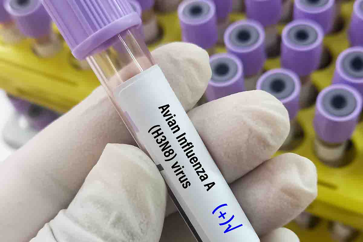 Influenza aviaria nei gatti: è pericolosa?