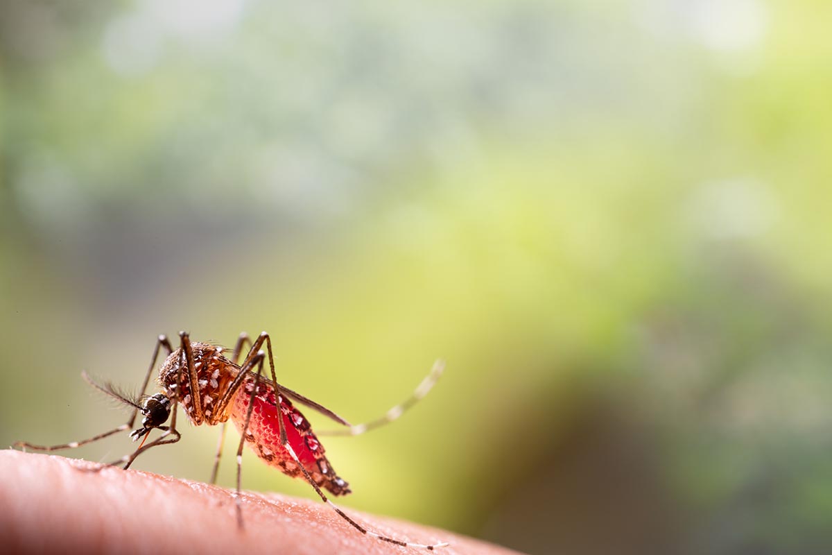 Febbre dengue: i sintomi da riconoscere
