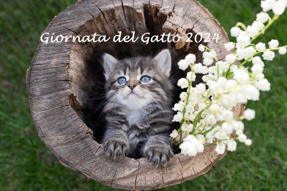 Giornata internazionale del gatto 2024: 5 immagini per festeggiarla