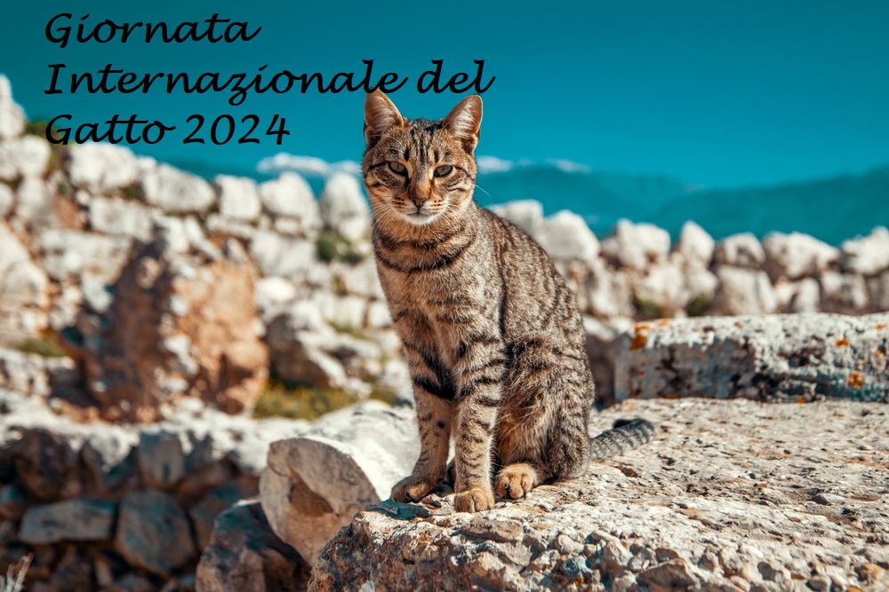 giornata-internazionale-gatto-2024-2.jpg