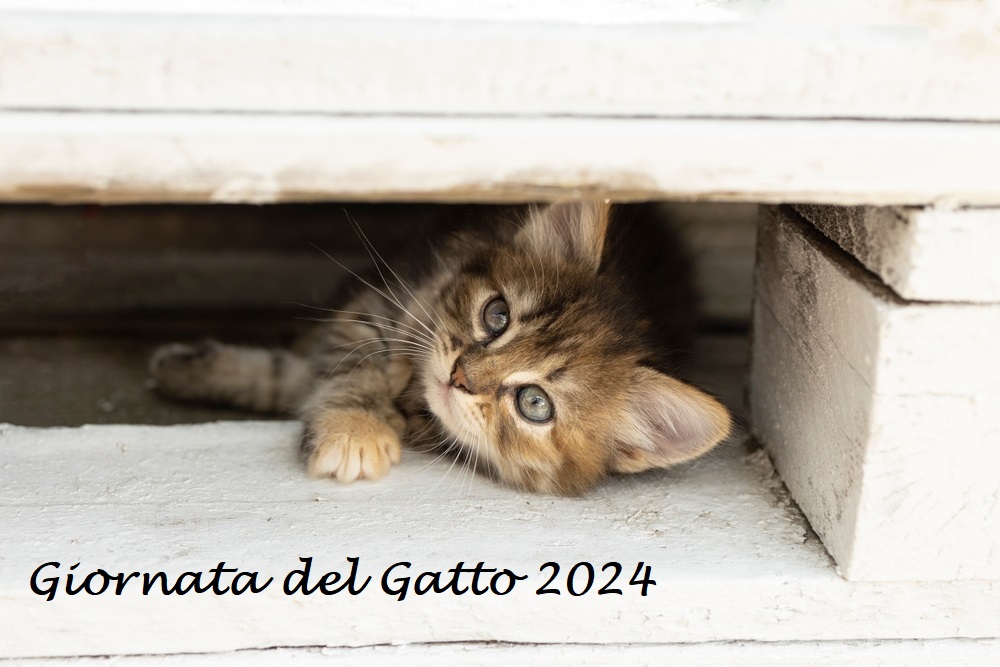 giornata-internazionale-gatto-2024-4.jpg